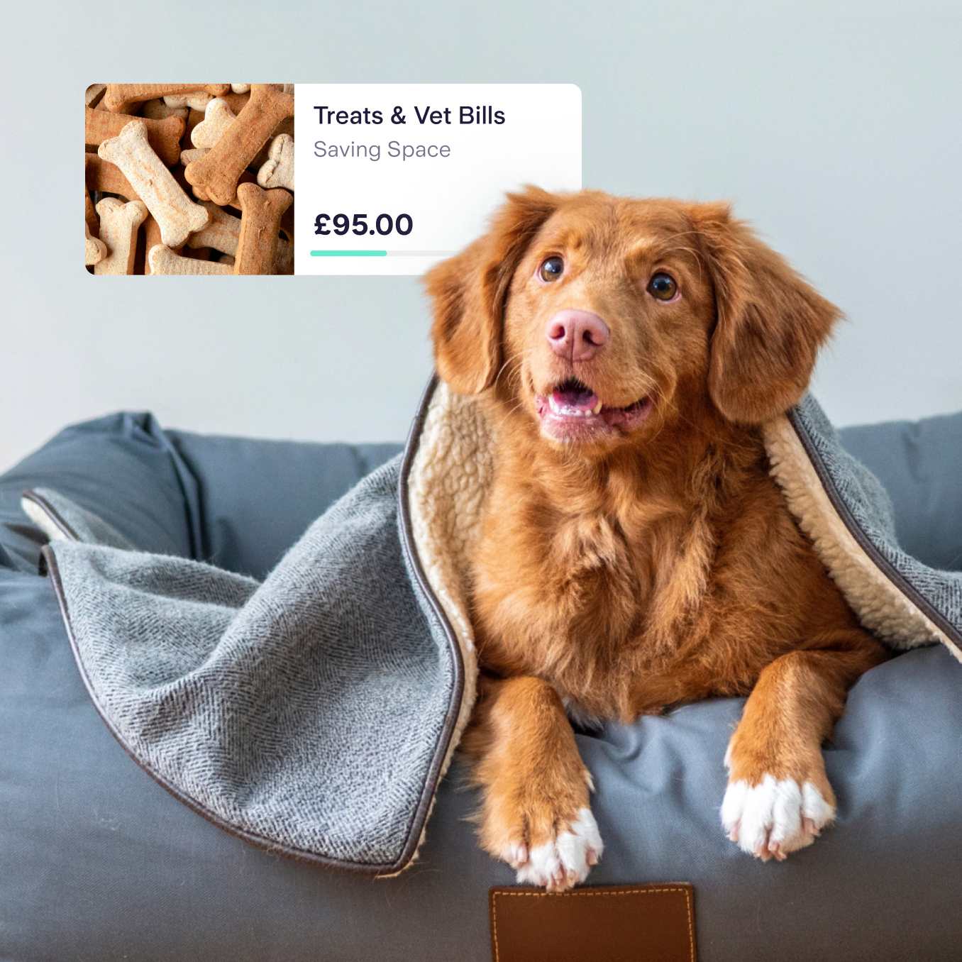A dog covered with a blanket in the forground, with a screenshot of a 'Treats & vet Bills' saving space totalling £95