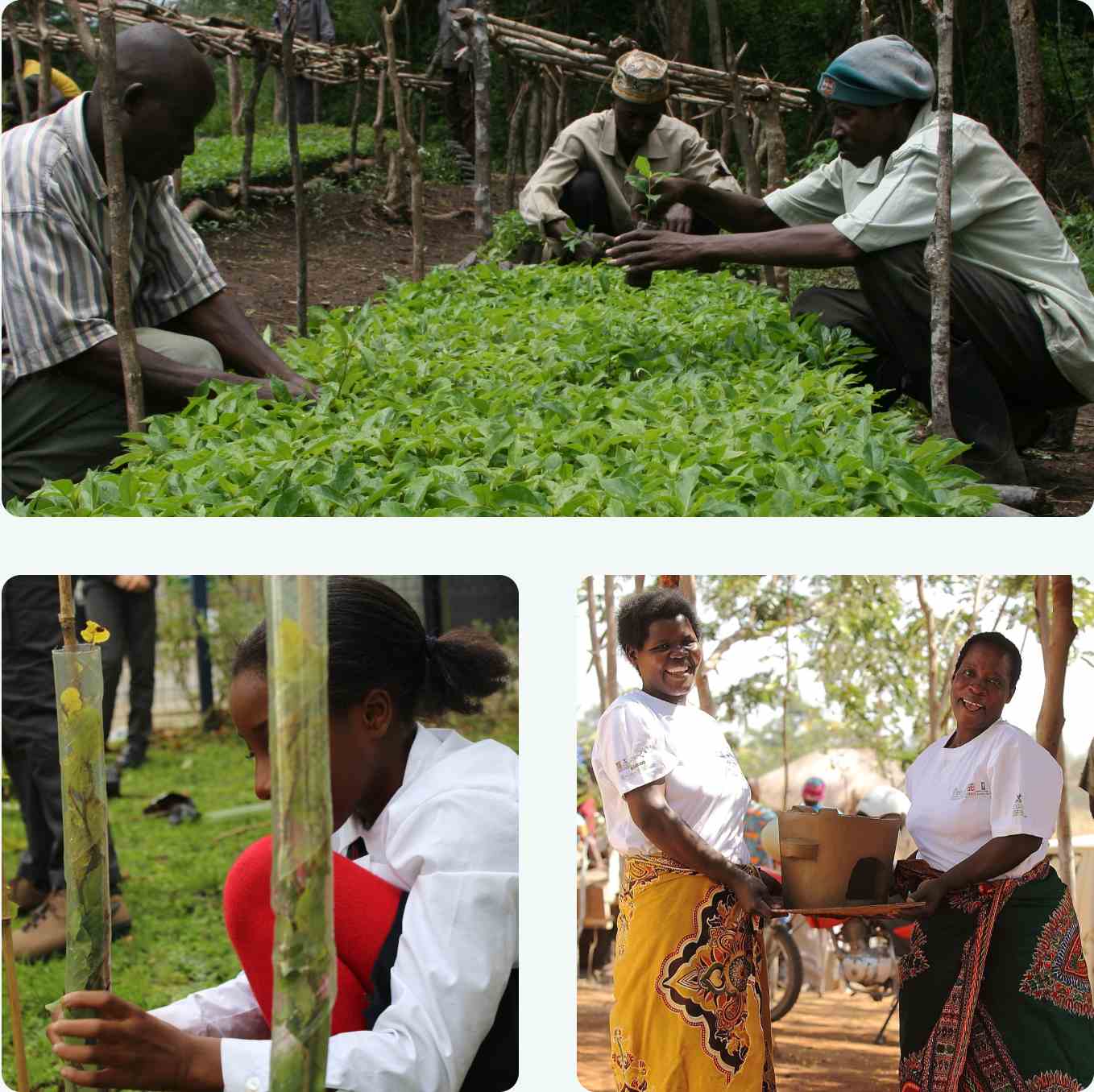 A collection of 3 images. Man planting trees, a Girl looking after the planted tree, Two women smiling at the camera.