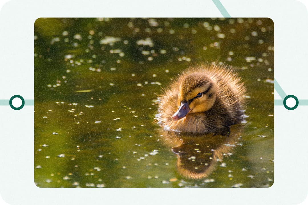 Duckling