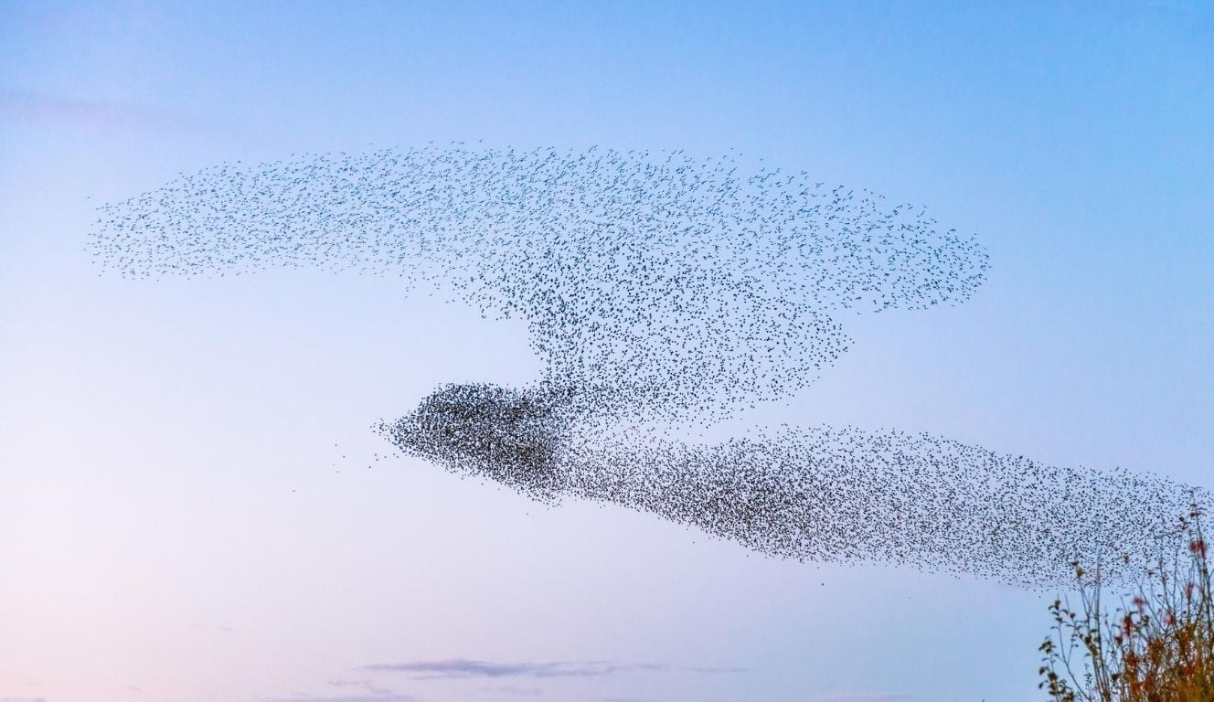 A starling murmuration