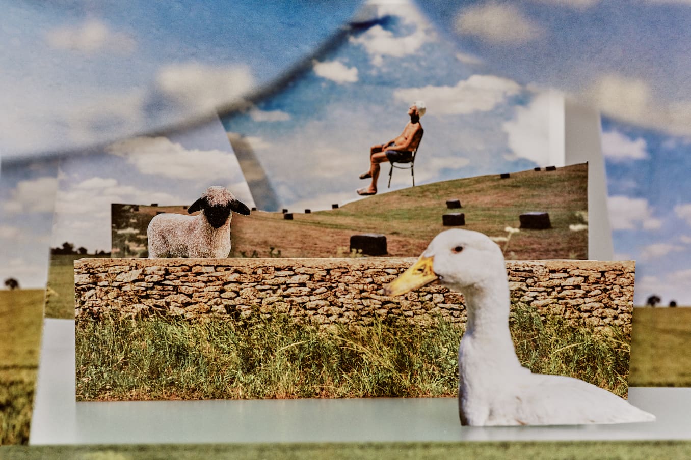 Collage of images showing a man in a chair sunbathing a sheep and a duck with a blue sky