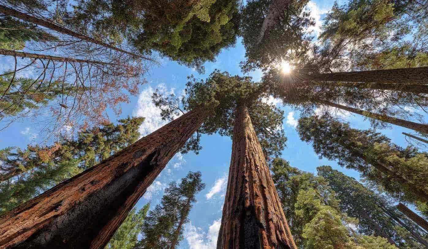Looking up from the forest floor
