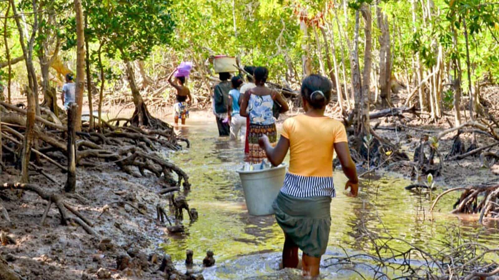 A group of people walking through the river in the forest