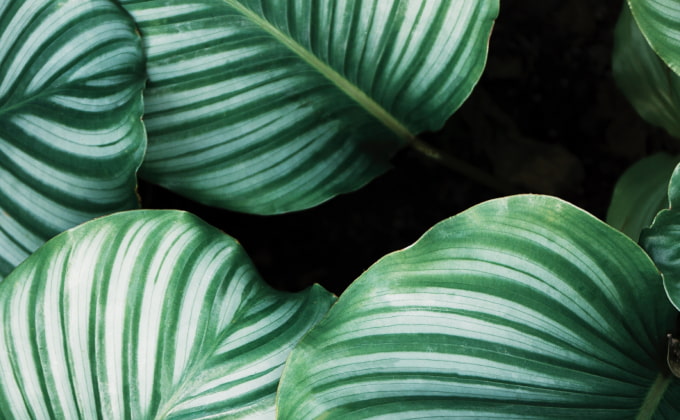 Green leaves