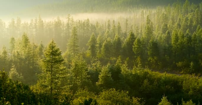 Starling Bank to offset its carbon emissions annually from 2021 and set net zero target