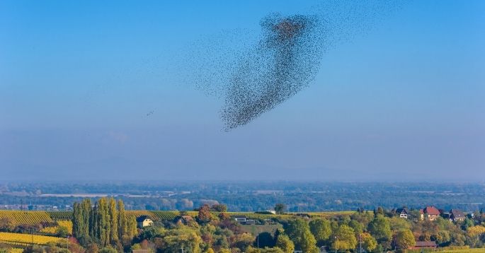 Goldman Sachs invests £50m in Starling Bank