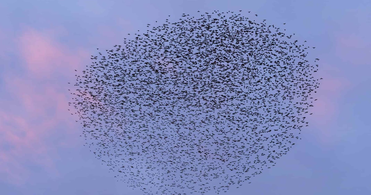 Challenger brand Starling Bank signs up to Current Account Switch Service