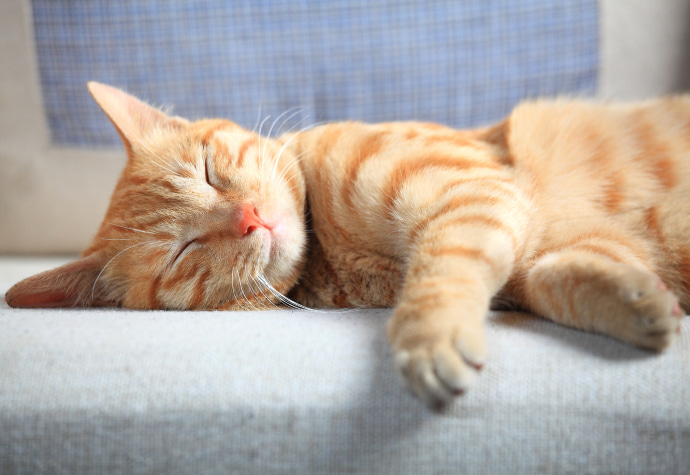 Sleeping cat