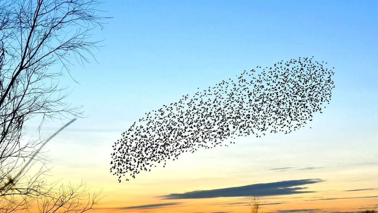 Taking flight on a new stage of the Starling journey header image