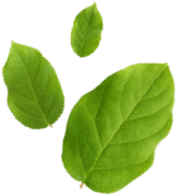 Three green leaves