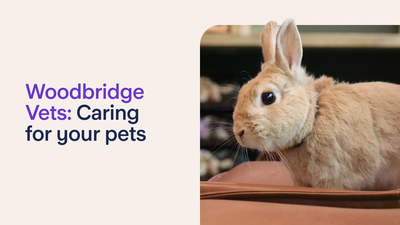 The Woodbridge Vets: Caring for your pets header image