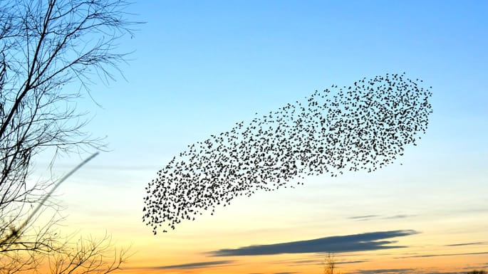 Taking flight on a new stage of the Starling journey